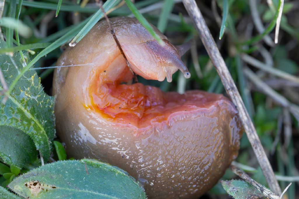 Limacidae sp. [Limax gr. corsicus]